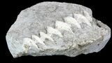 Archimedes Screw Bryozoan Fossil - Illinois #53343-1